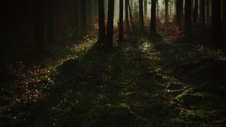 Bright sunlight shines through tall narrow trees planted close together in a forest