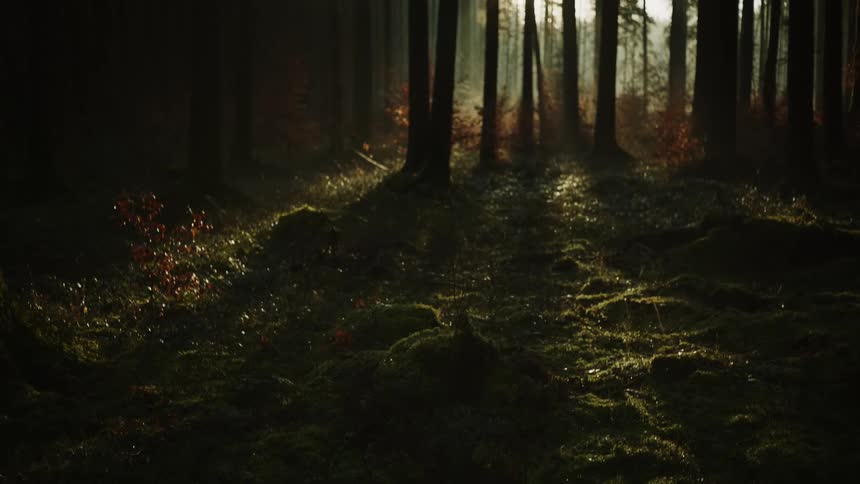 A clearing in a woodland during the day