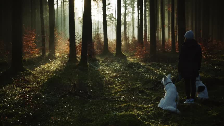 A person is standing in the woods with her dogs