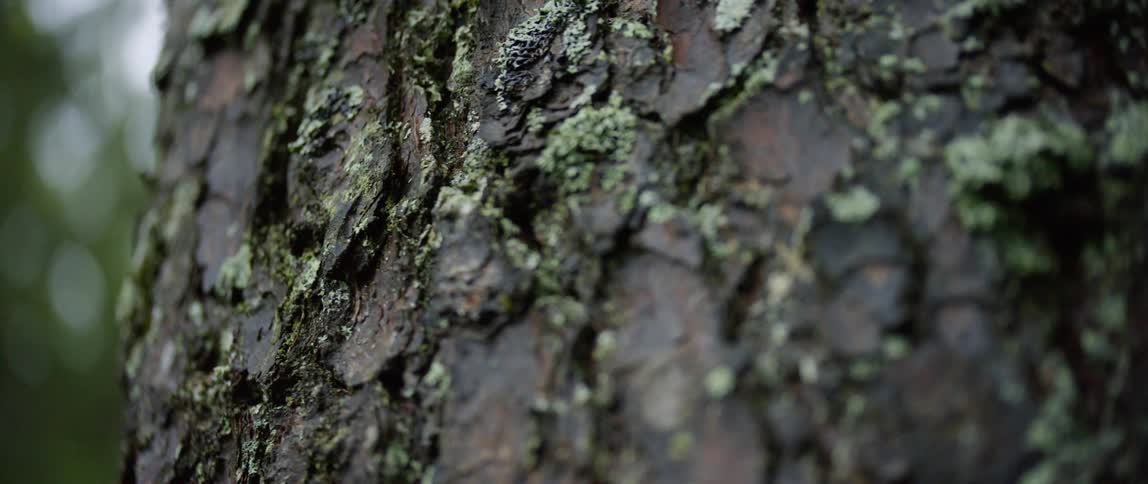 Bark and moss are on the side of the tree