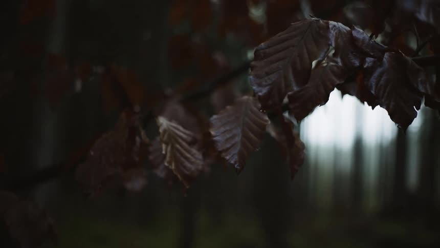 Purple brown leaves sway on branch in woods with light shining through