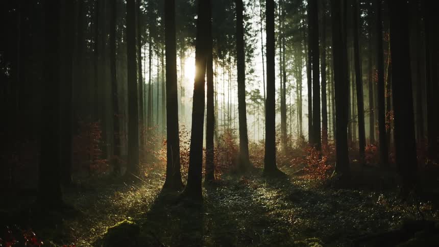 Sunlight shining through forest trees on an autumn day