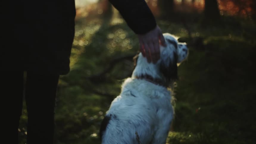 Person petting english setter type dog in forest area
