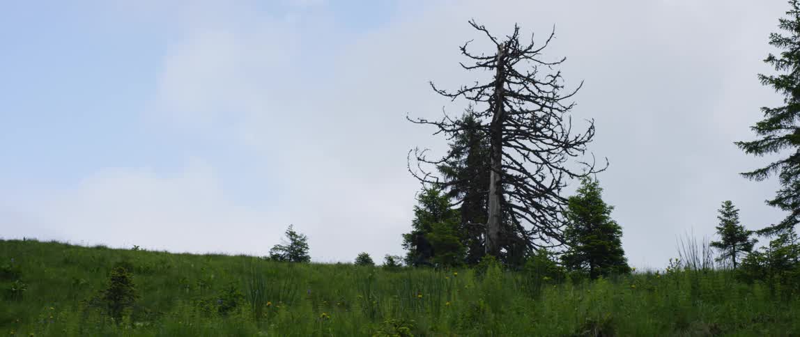 A person running at the top of a hill past trees