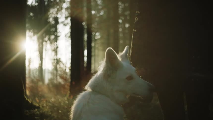 A person is walking their dog in the woods at dusk