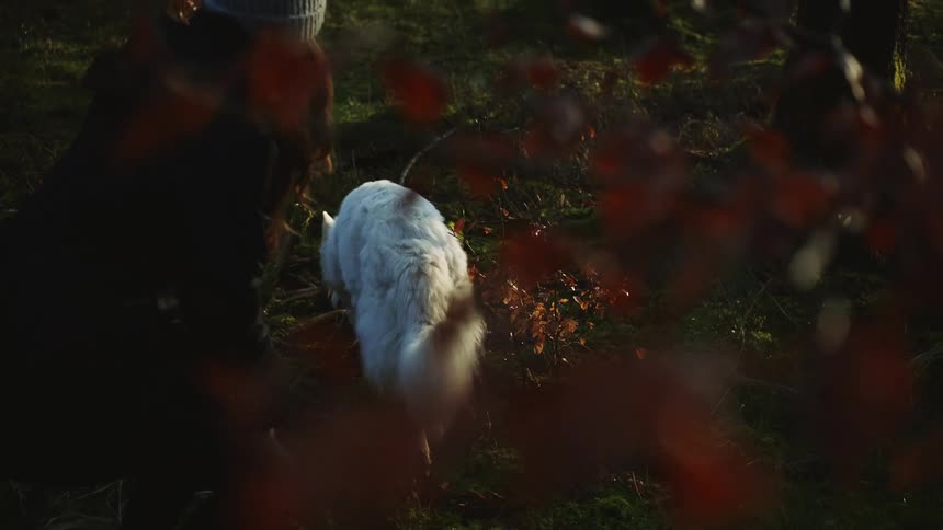 A woman with a hat and coat petting a dog in a forest