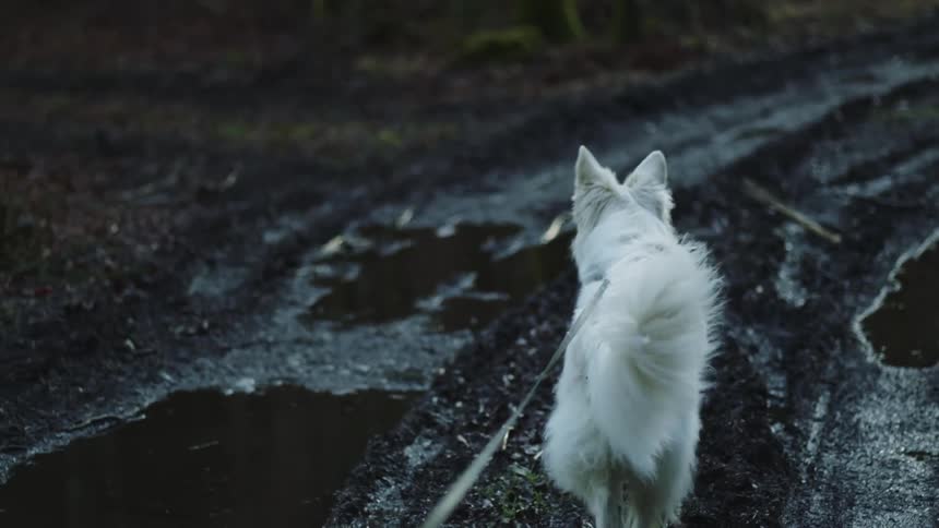 A person walks a small dog down a muddy dirt road covered in puddles of water as light rain falls from the sky