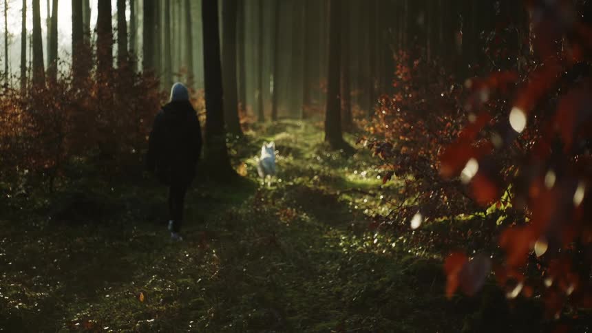 A woman walks a small dog through a forest on a sunny day