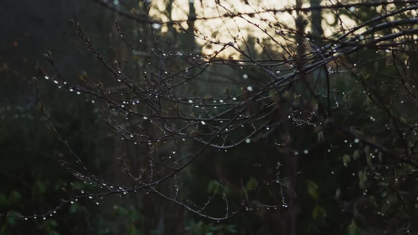 Dew droplets form on tree branches in a forest