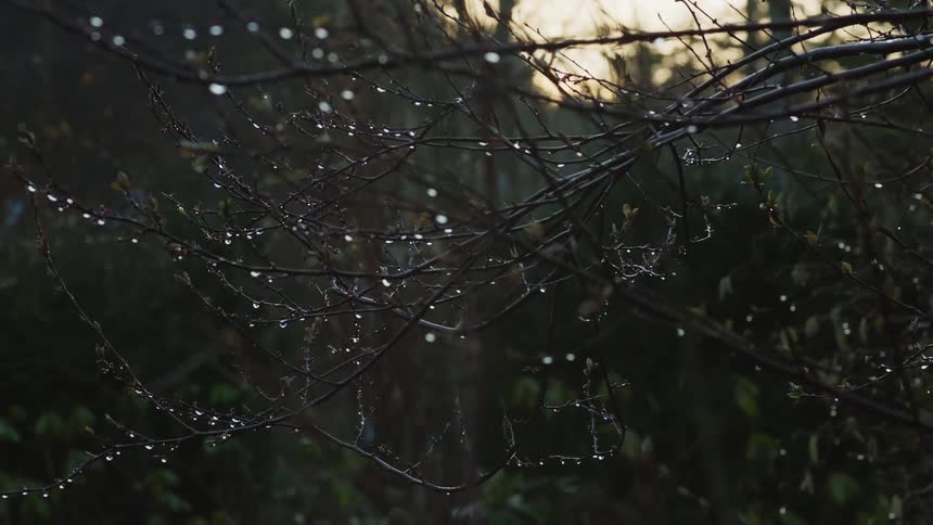 Dew drops hang on leafless twigs near forest showing hints of pink sky