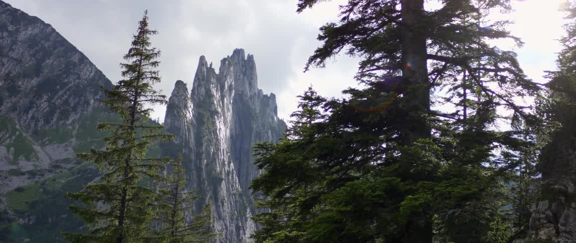 Evergreen trees at the base of a mountain on a sunny day