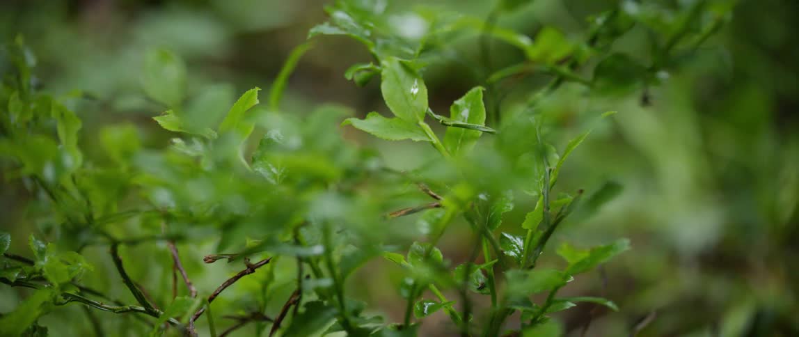 Green leaves on an outdoor plant in summer