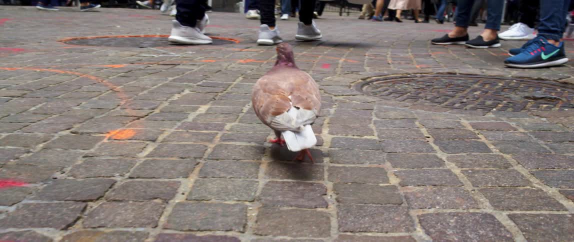 A pigeon walking on a pavement with people walking in the background