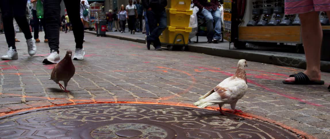 A pair of pigeons walk among pedestrians on a busy road in a city during the day