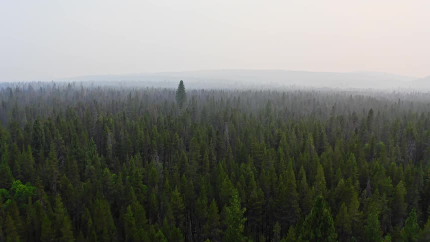 Conifer forest stretches to fog covered horizon
