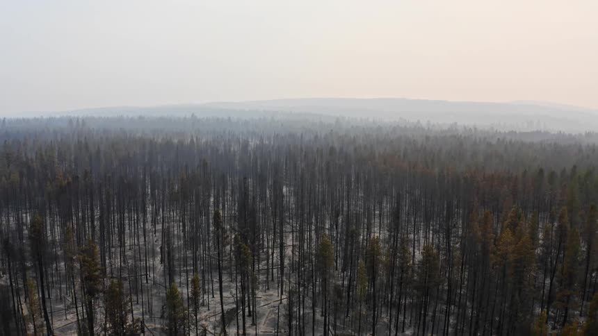 ashes cover conifer forest bordered by mountains and covered by smoke that grows thicker closer to the mountains on the horizon