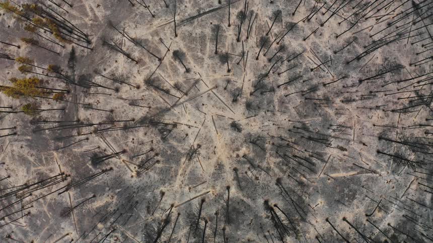 A birds of view of trees after a wildfire