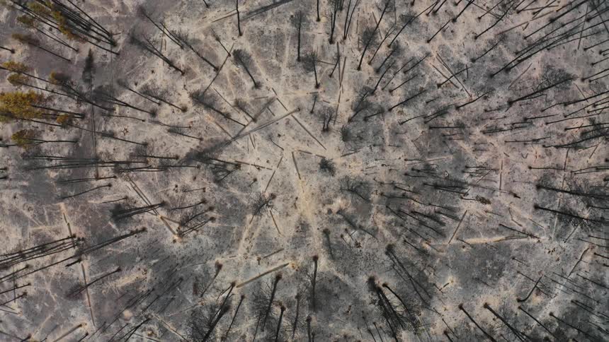 A birds eye view of burnt forest desolation