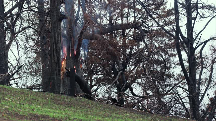 A tree on fire in a forest with grass in the foreground and the sky and clouds with other trees in the background
