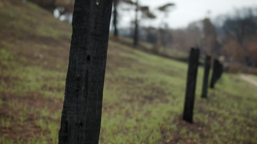 Fence posts stand in a row without interconnecting cross pieces on grassy slope near woods of leafless trees