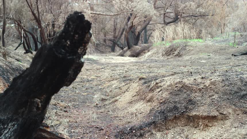 A clearing in a woodland filled with ash covered soil and the burnt remains of trees