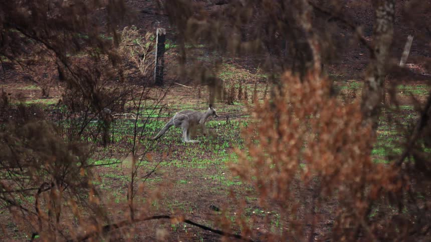 Kangaroo browses through grass in clearing surrounded by bushes and trees with fall foliage