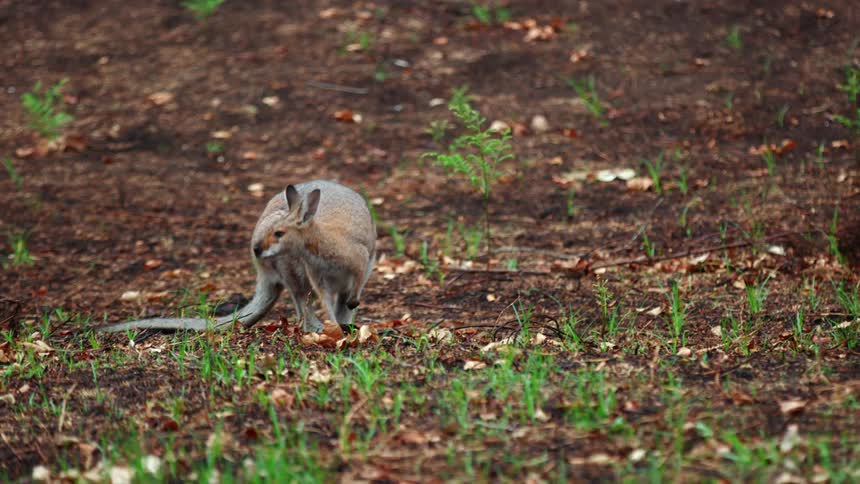 A kangaroo eating in the wild