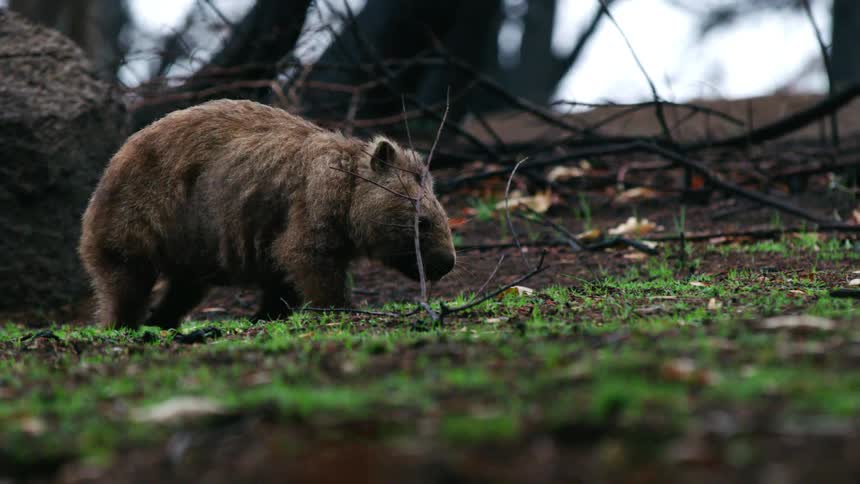 Wildlife walking through the forest