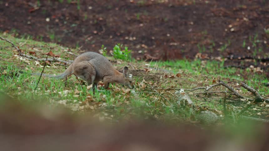 Kangaroo hops slowly along the grass grazing
