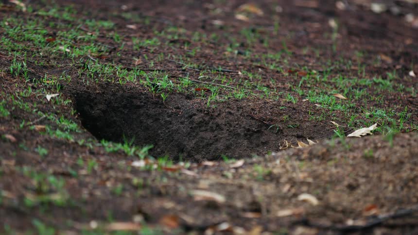Sparse grass growing in dirt on the ground