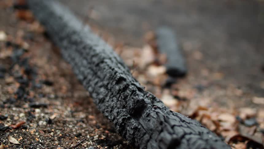 A burnt log on the ground next to autumn leaves