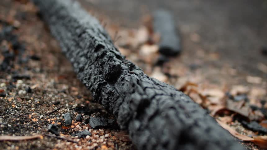 A burnt piece of wood on the ground with autumn leaves