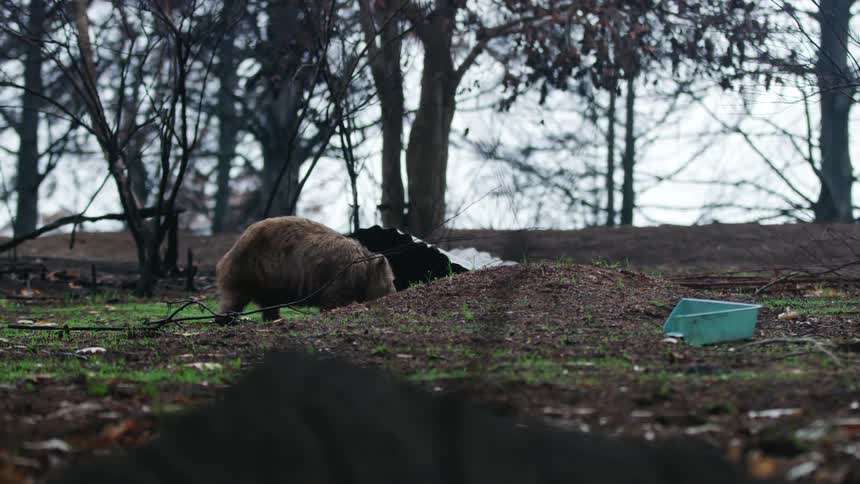 Animal moves across ground grazing near trees with fall foliage