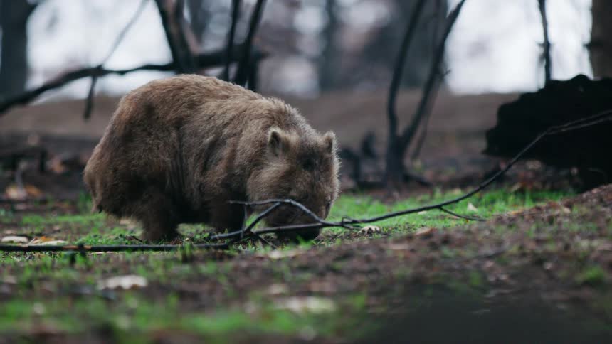 A wild animal grazing on grassy ground in nature