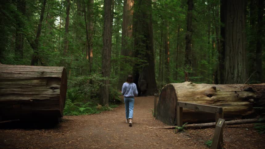 A woman walks on a trail that passes through a forest filled with enormous trees
