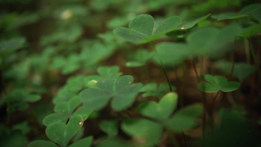 Close up of clover growing