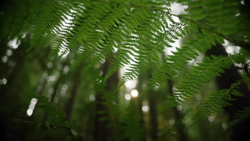 Tall forest trees can be seen through fern fronds