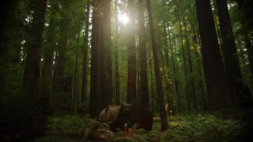 The sun shines through tall trees in a dense forest