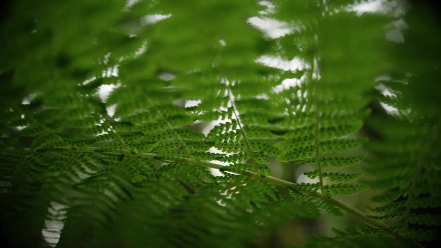 The branch of a plant with small thin leaves in a woodland during the day