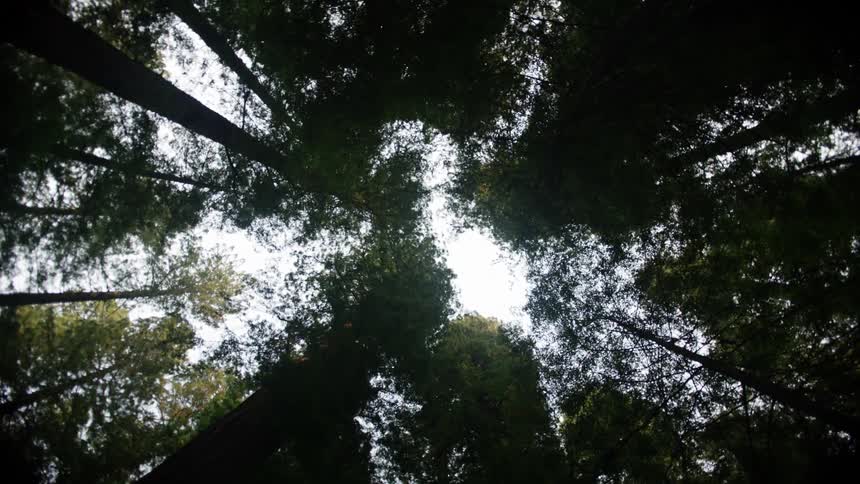 View from ground straight up of trees against sky