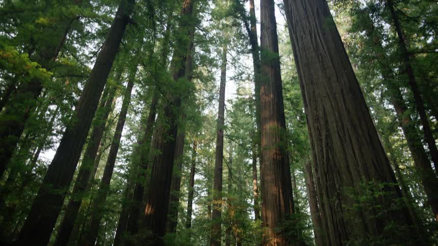 Redwood trees in a forest