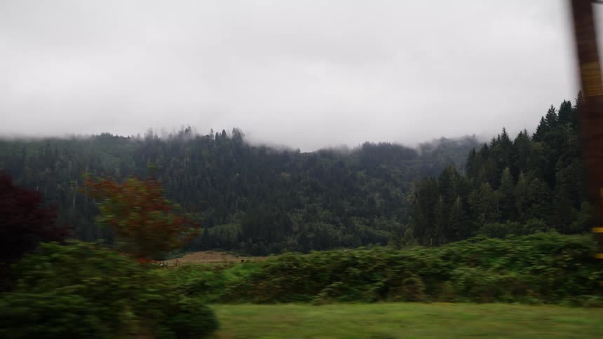 Cows grazing in a rural field with shrubs and trees