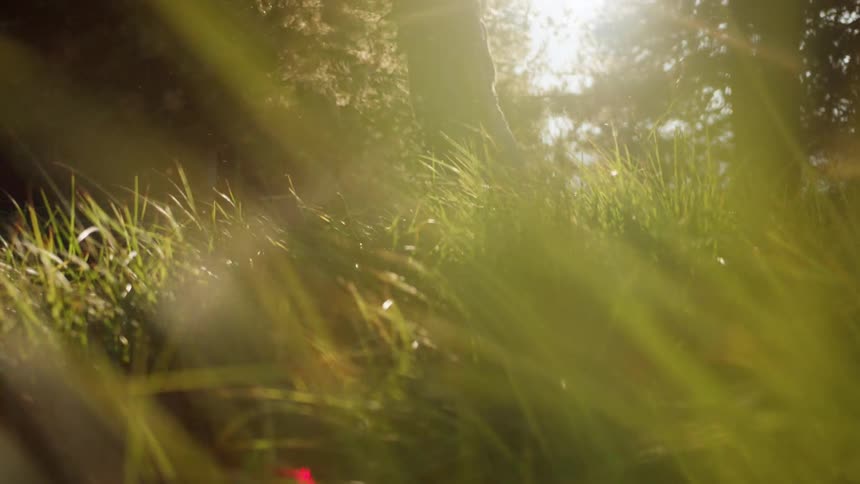 A young woman carrying a book walks through the tall grasses of a woodland during the day