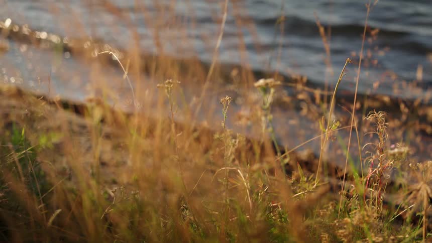 Waves washing onto a lakeshore with tall grass