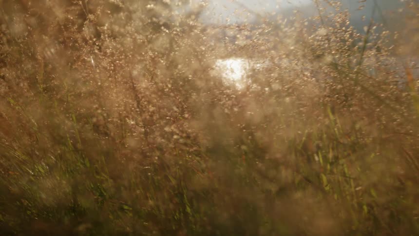 Tall grass weeds and wildflowers in front of a lake that is moving and reflecting the sun