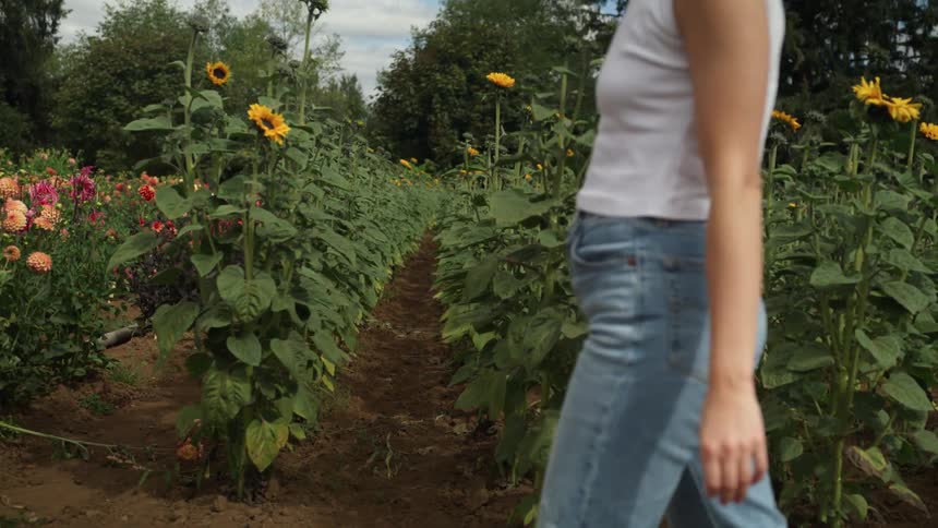 A young woman walks outdoors along rows of flowers in field on a sunny day