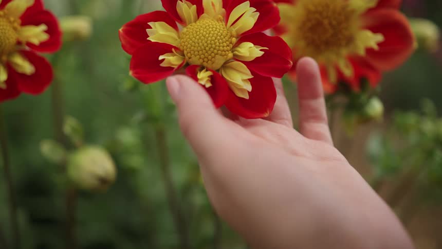 A woman gently holds the head of a flower with two fingers as she leans forward to smell its scent