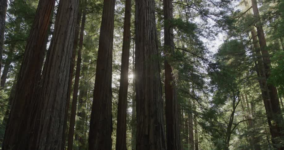 Sunlight shines through the foliage of tall trees in a forest