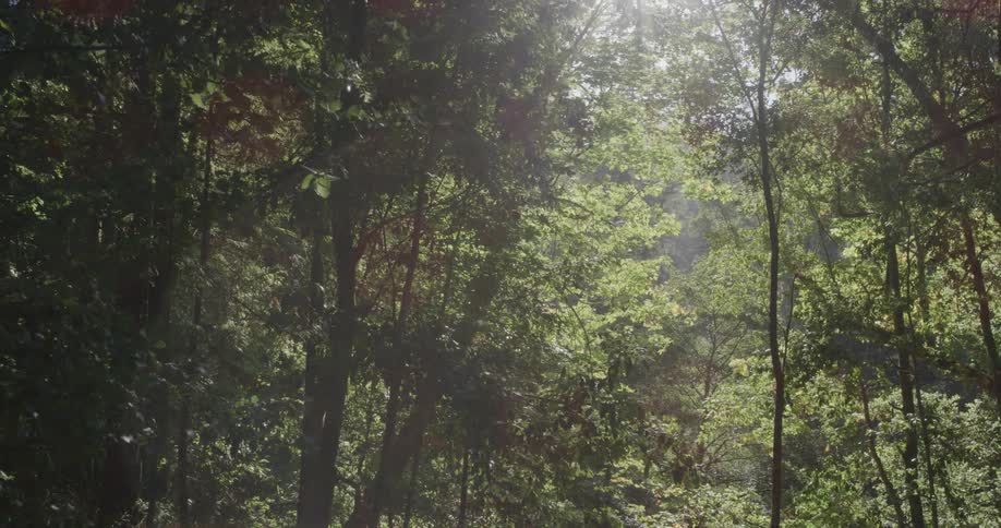 Trees in a forest