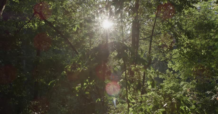 The sun shining down in a forest